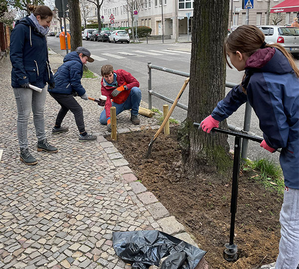 In Adlershof bepflanzen ehrenamtliche Helfer Baumscheiben